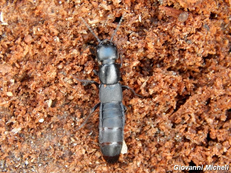 Ocypus nitens - Staphylinidae